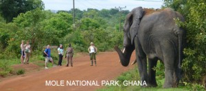 Mole National Park 